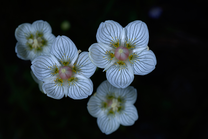 Parnassia palustris